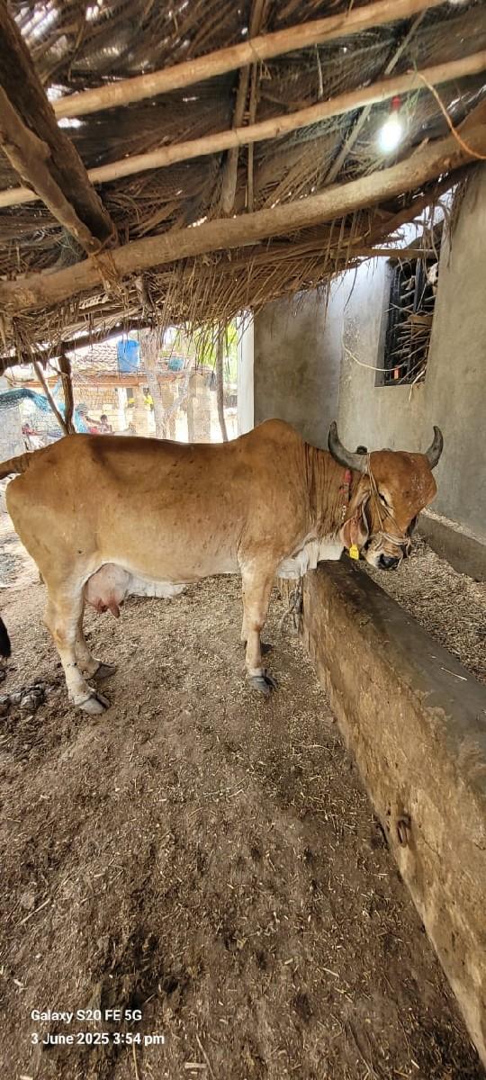 ગાય વેચવાની છે ત્રીજું વેતર છે