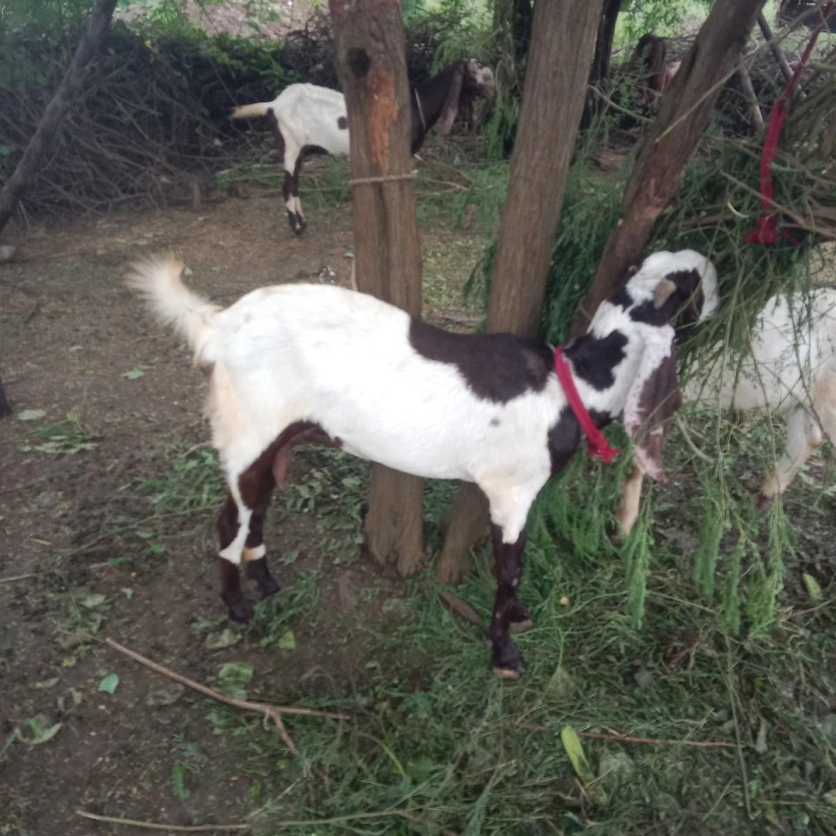 થંબનેલ 2