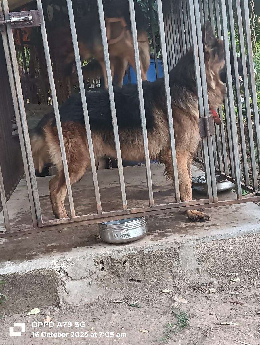 લોગ કોટ મીટીંગ માટે છે