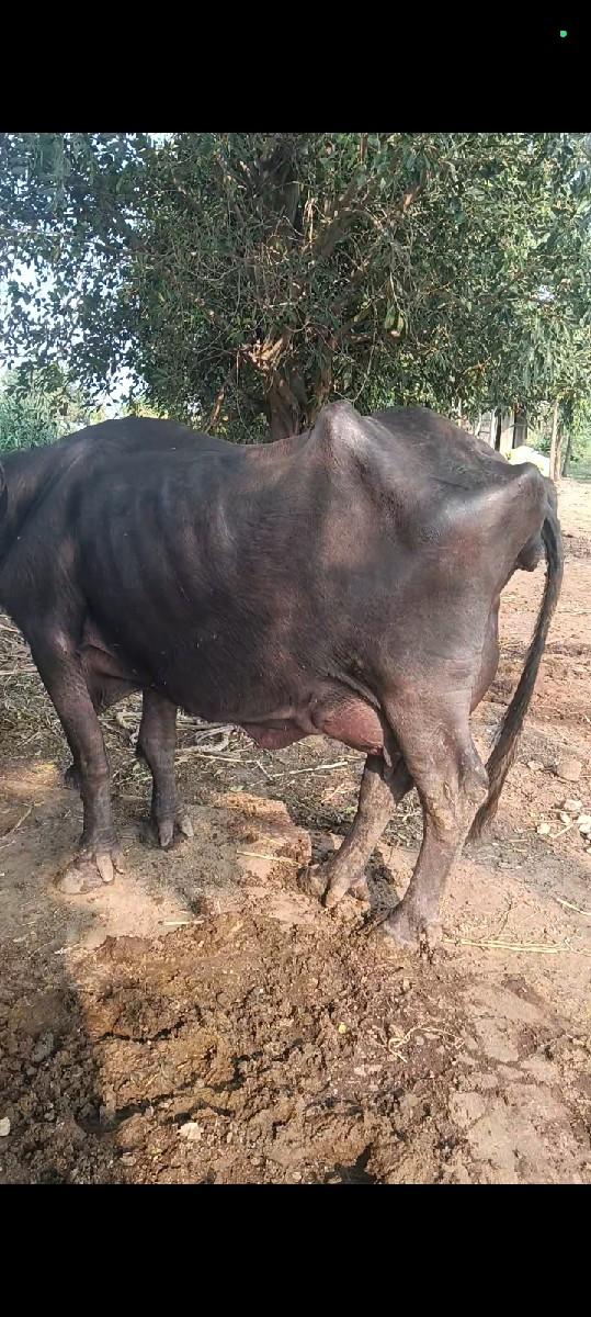 થંબનેલ 2