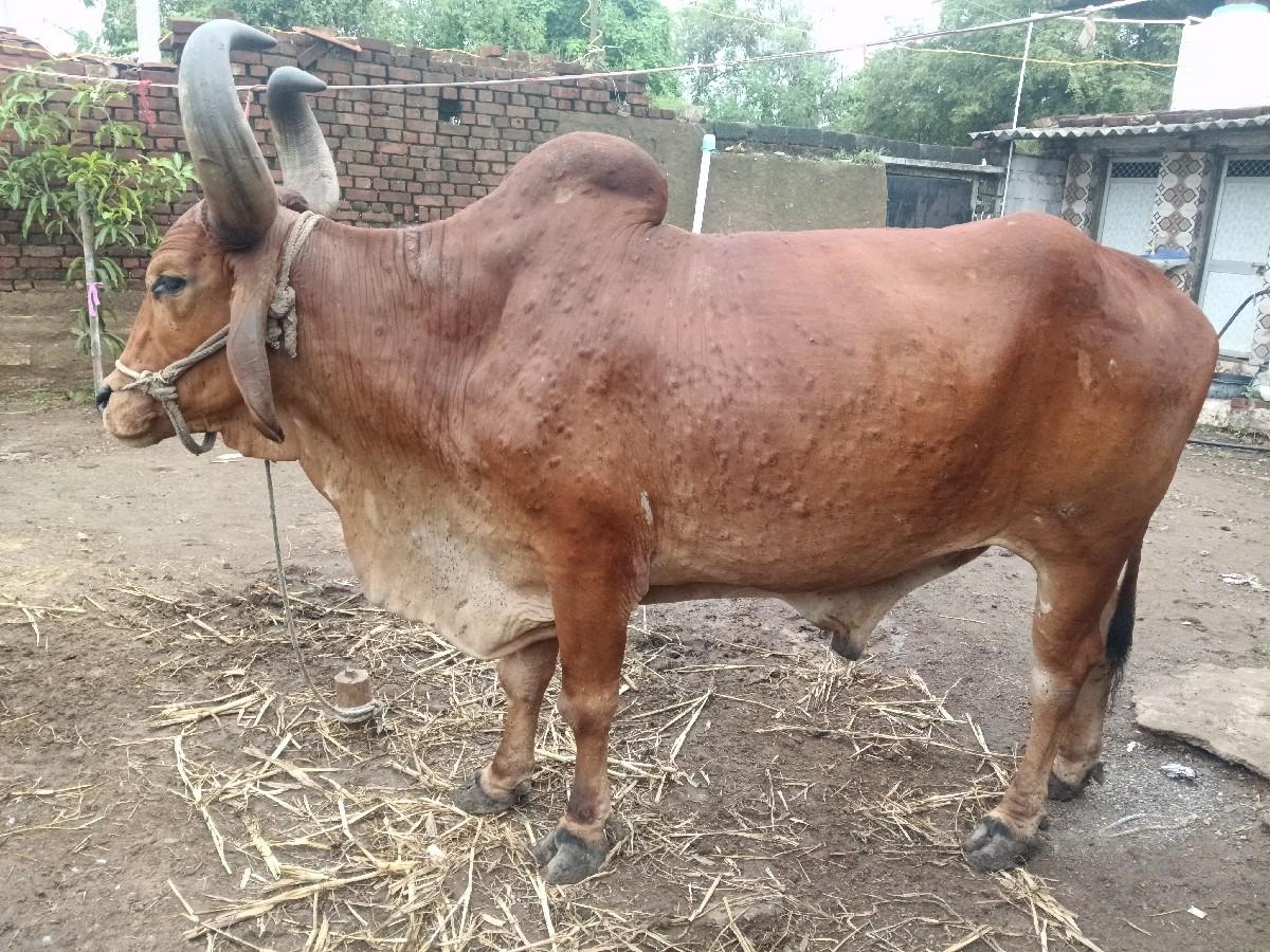 થંબનેલ 2