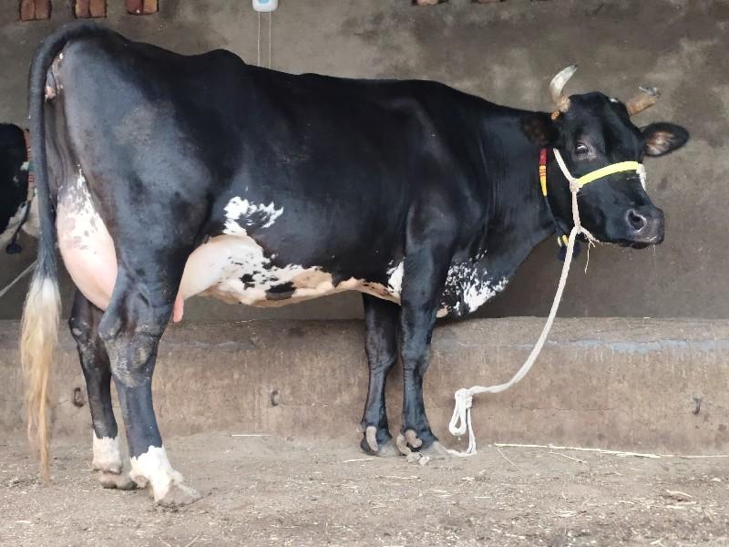 થંબનેલ 3