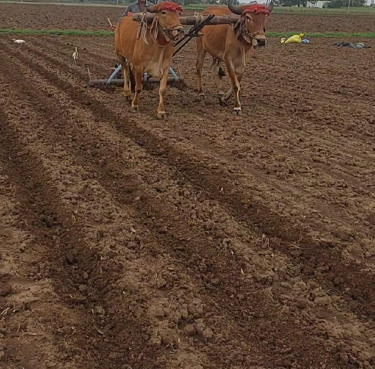 ગોઢલા વેચવાના છે