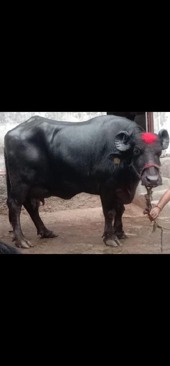 ભેંસ વેચવાની છે