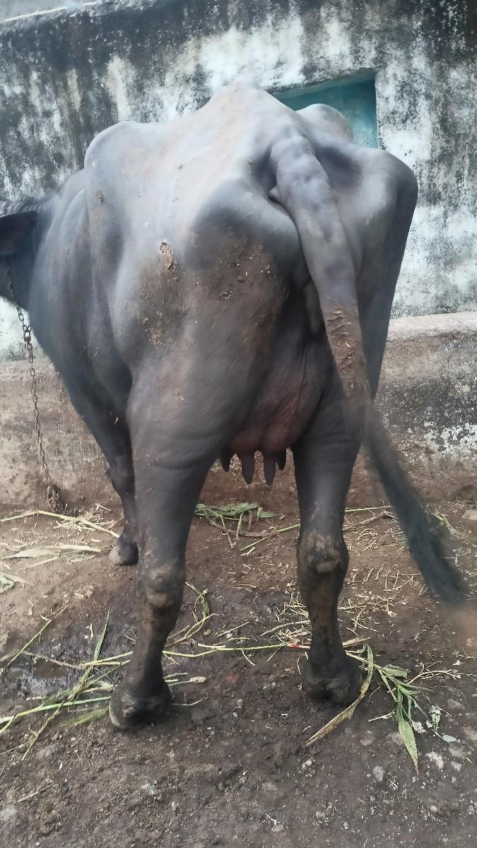 થંબનેલ 2