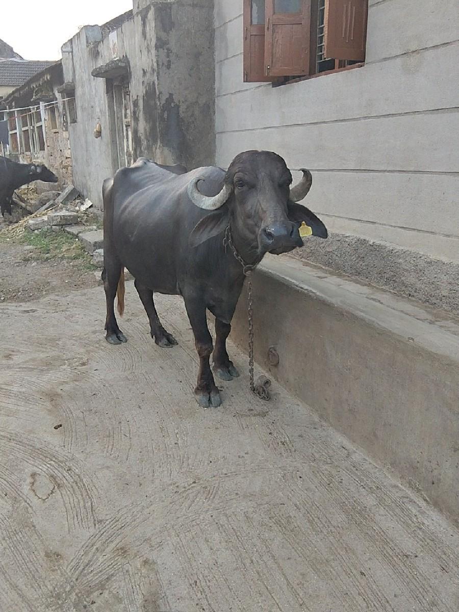 થંબનેલ 2