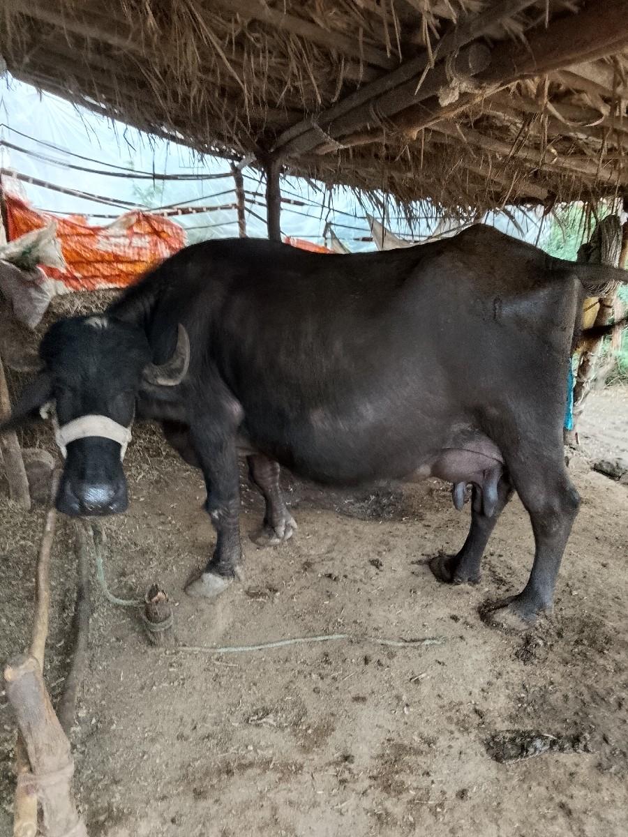 થંબનેલ 2