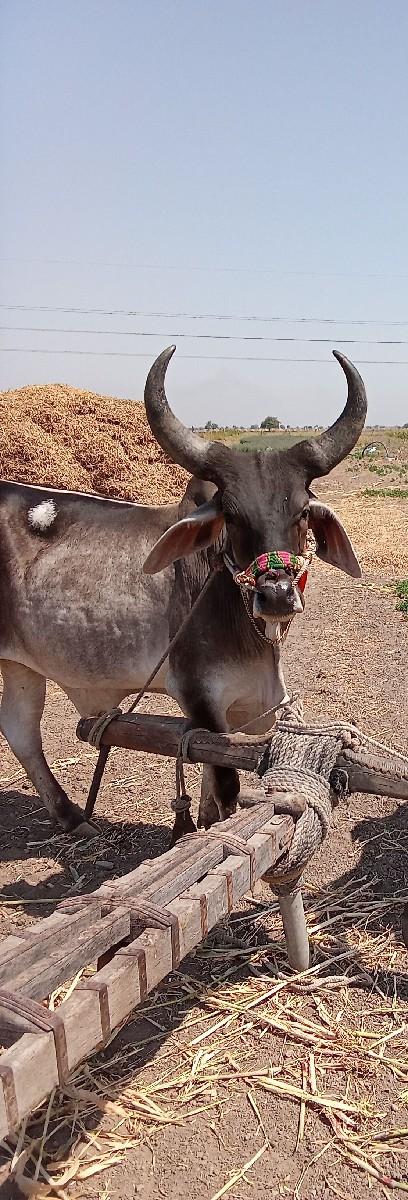 મોડેદરા સાજણભાઈ