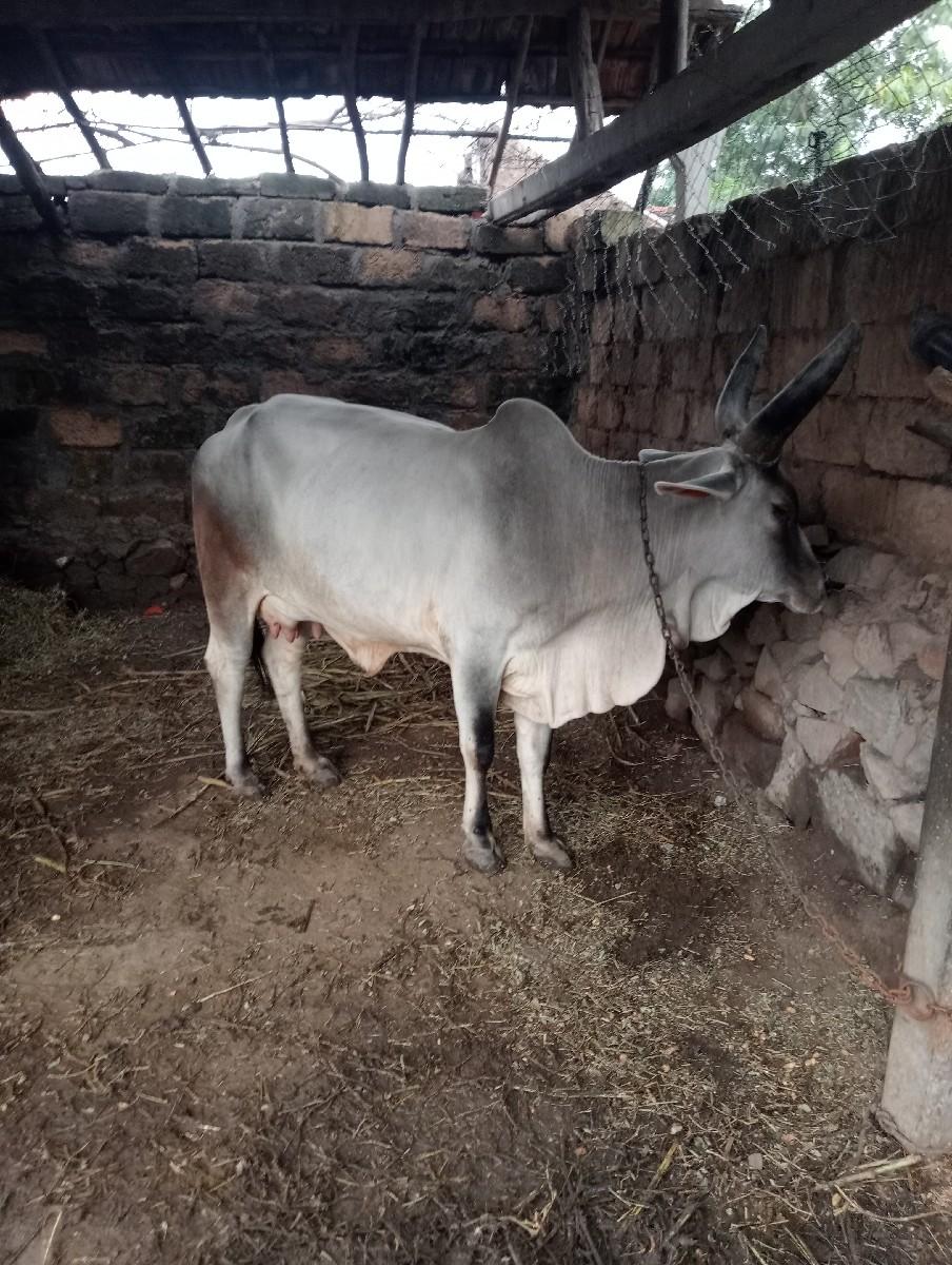 થંબનેલ 3