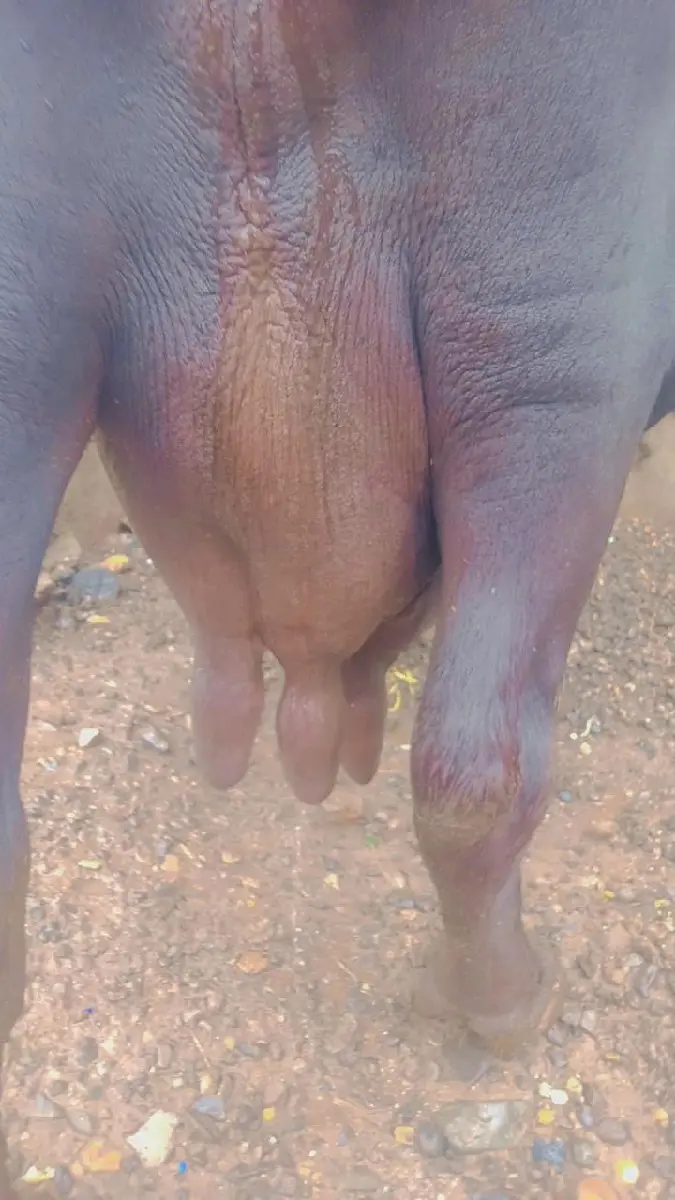 ભેંસ વેચવાની છે