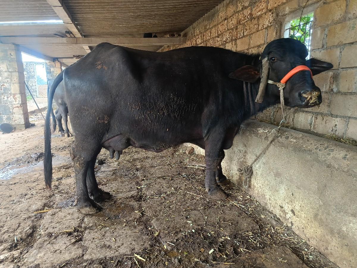 ભૈશ વેચવાની છે વેતર4