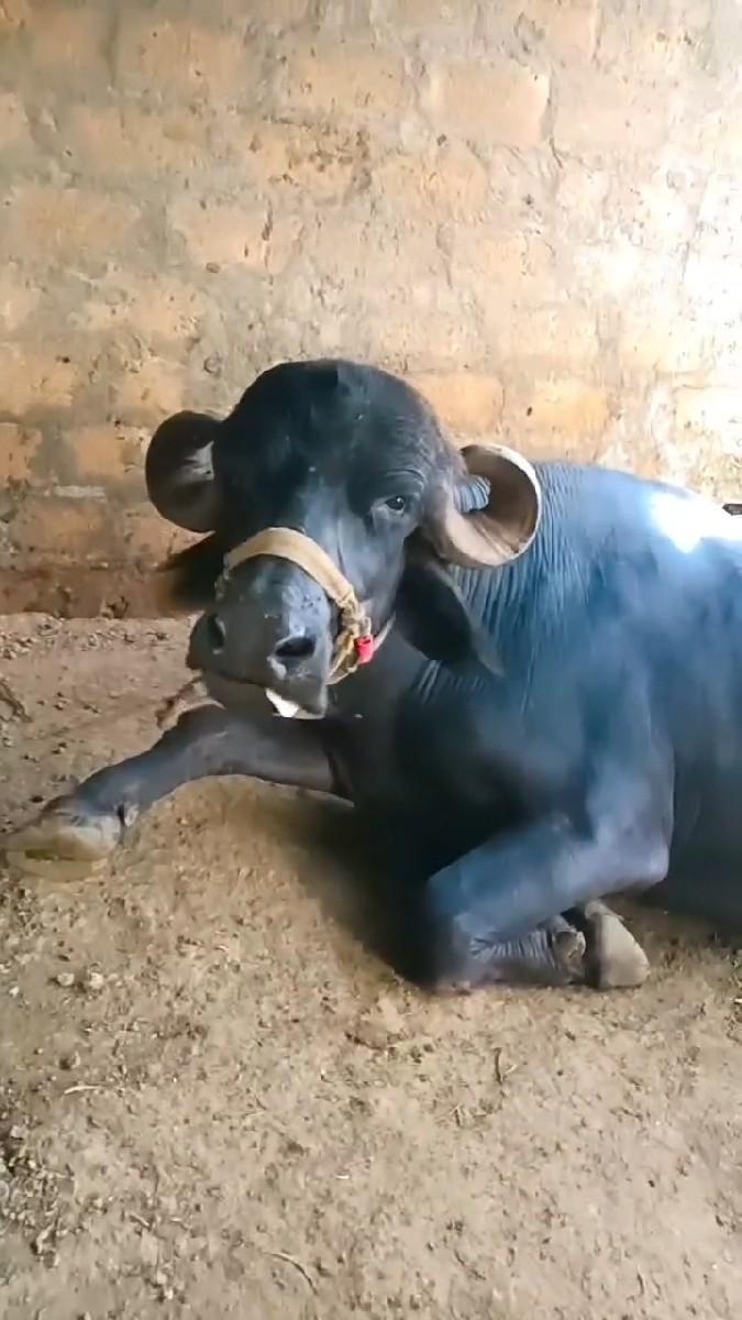 થંબનેલ 2