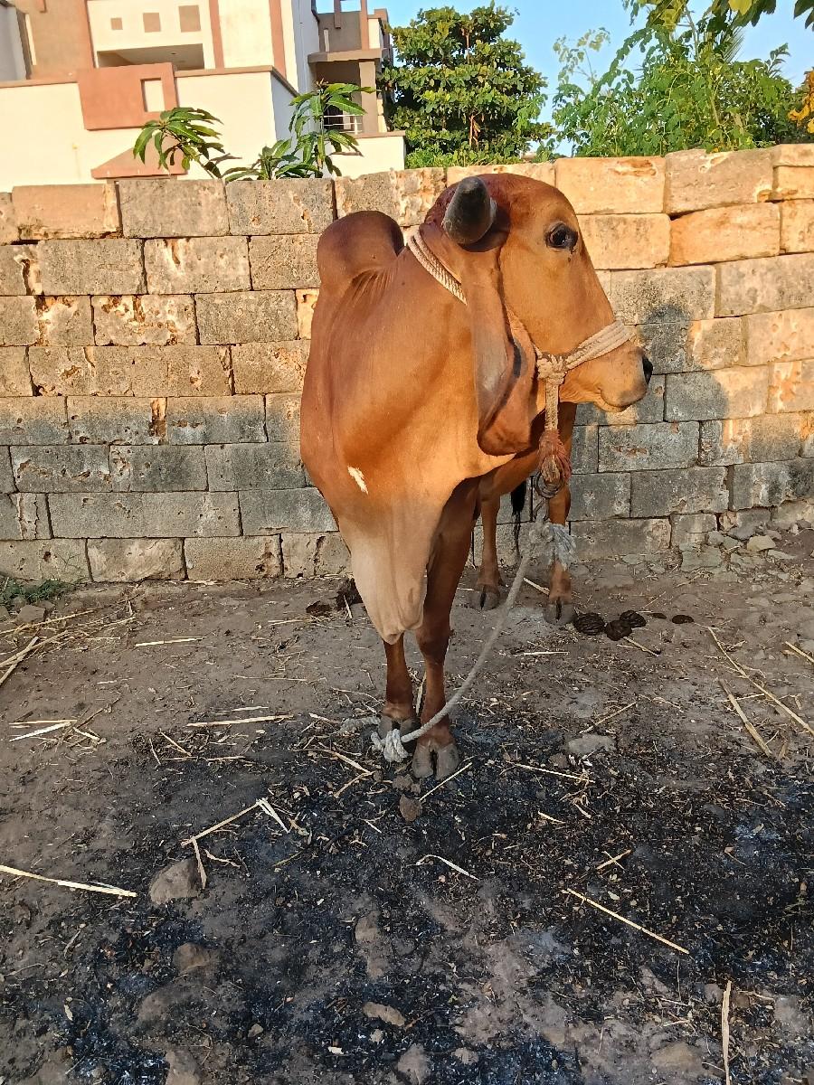 થંબનેલ 2