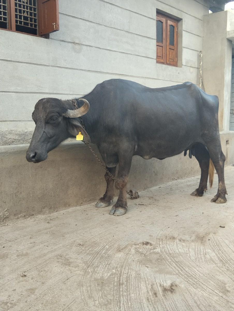 થંબનેલ 3