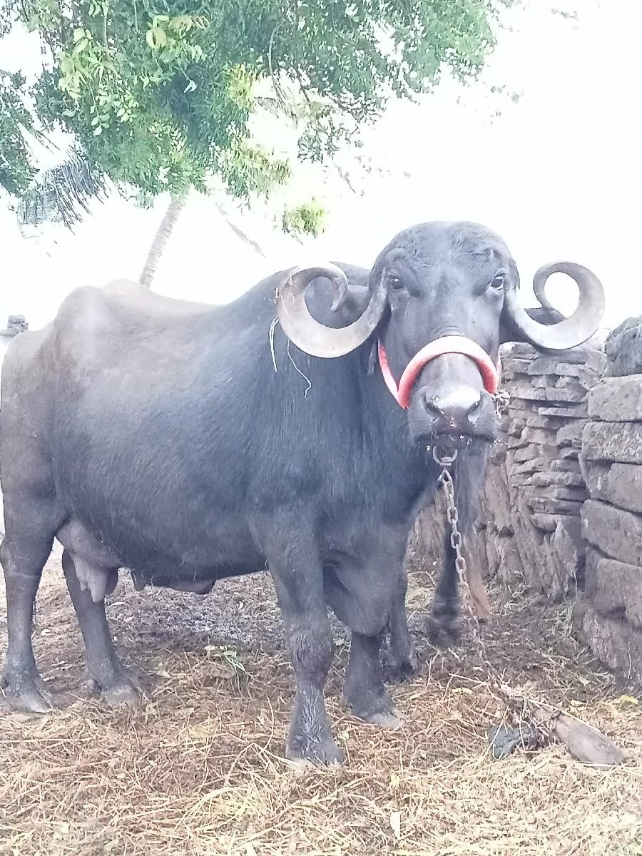 ભેંસ વેચવાની છે