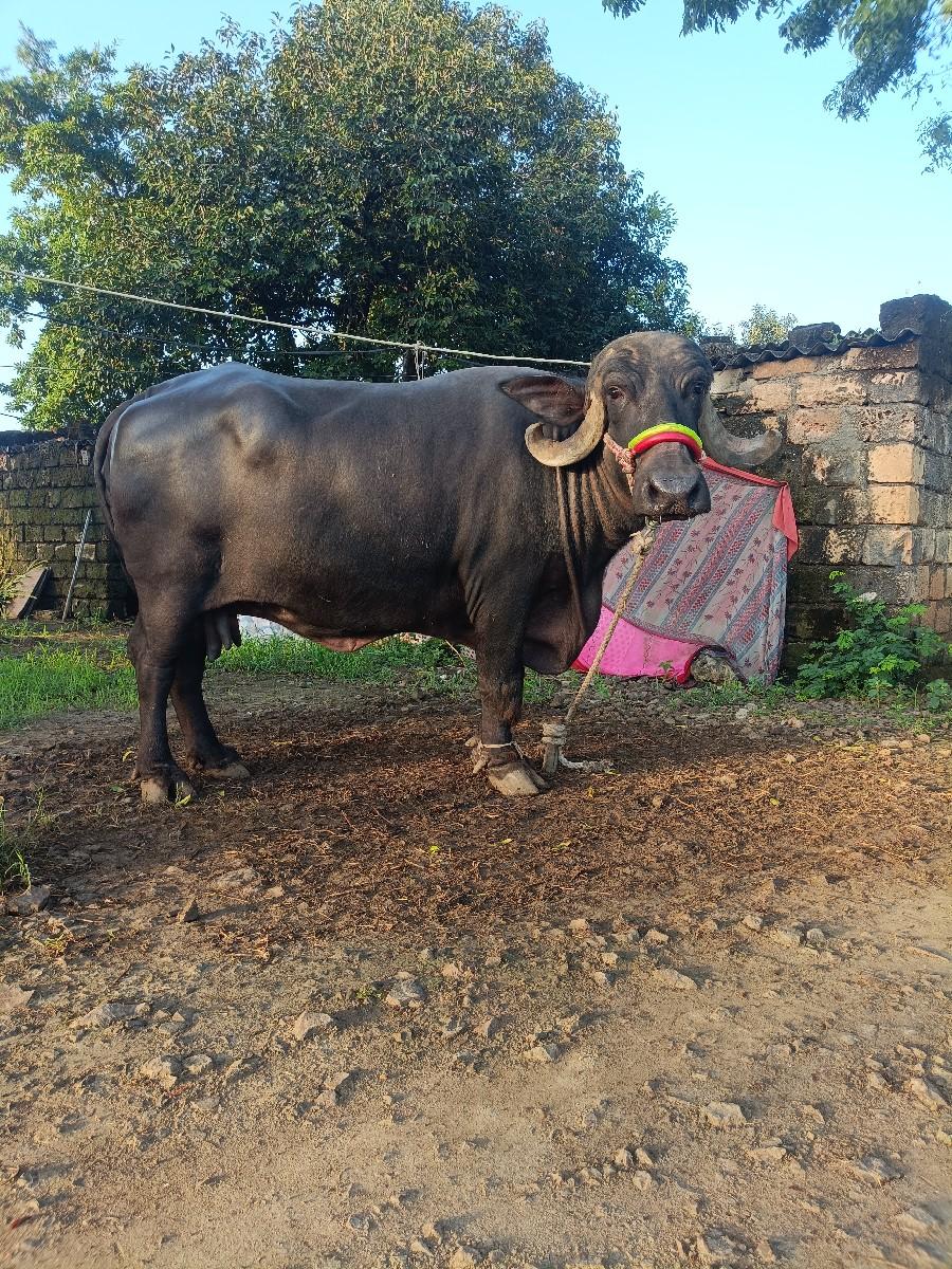 થંબનેલ 2