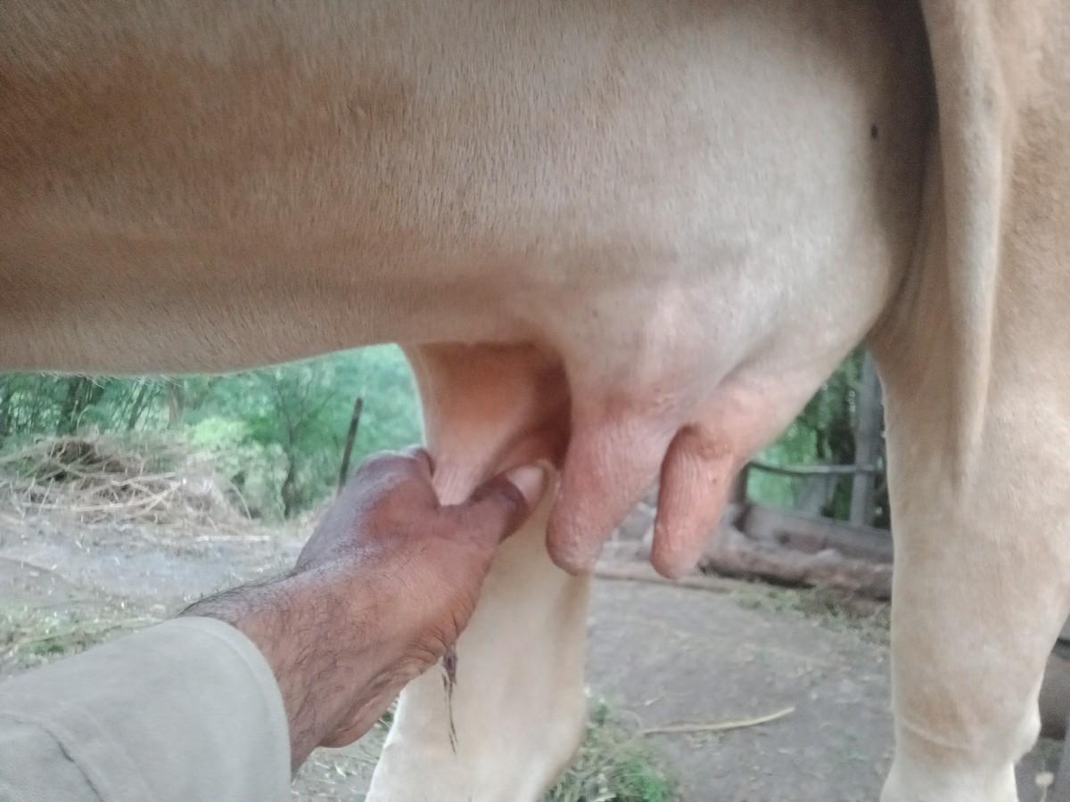 થંબનેલ 2