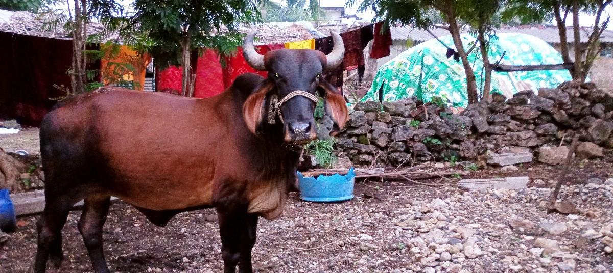 ગાય વેચવાની છે