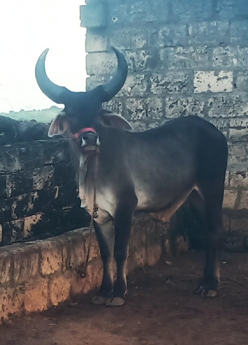 થંબનેલ 3