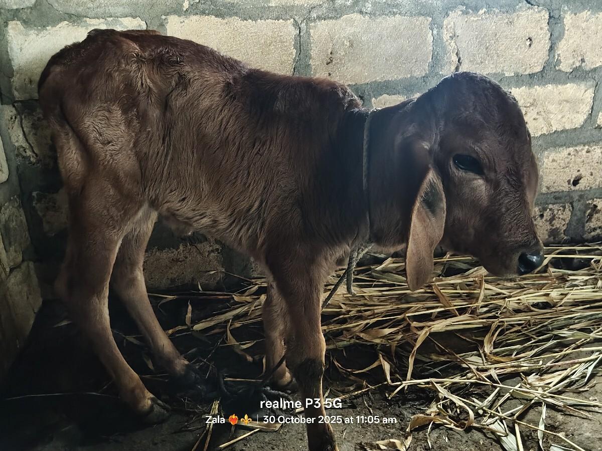 થંબનેલ 3