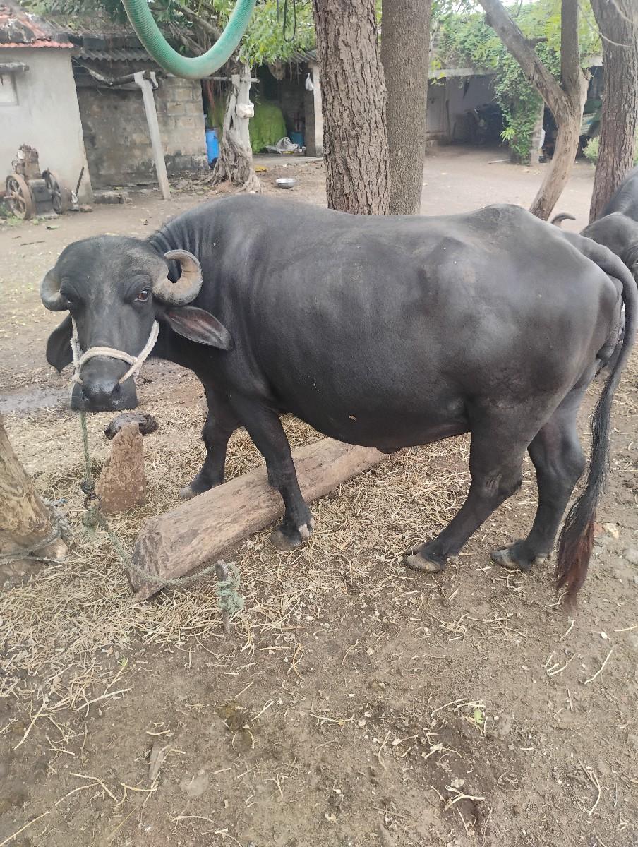 થંબનેલ 2