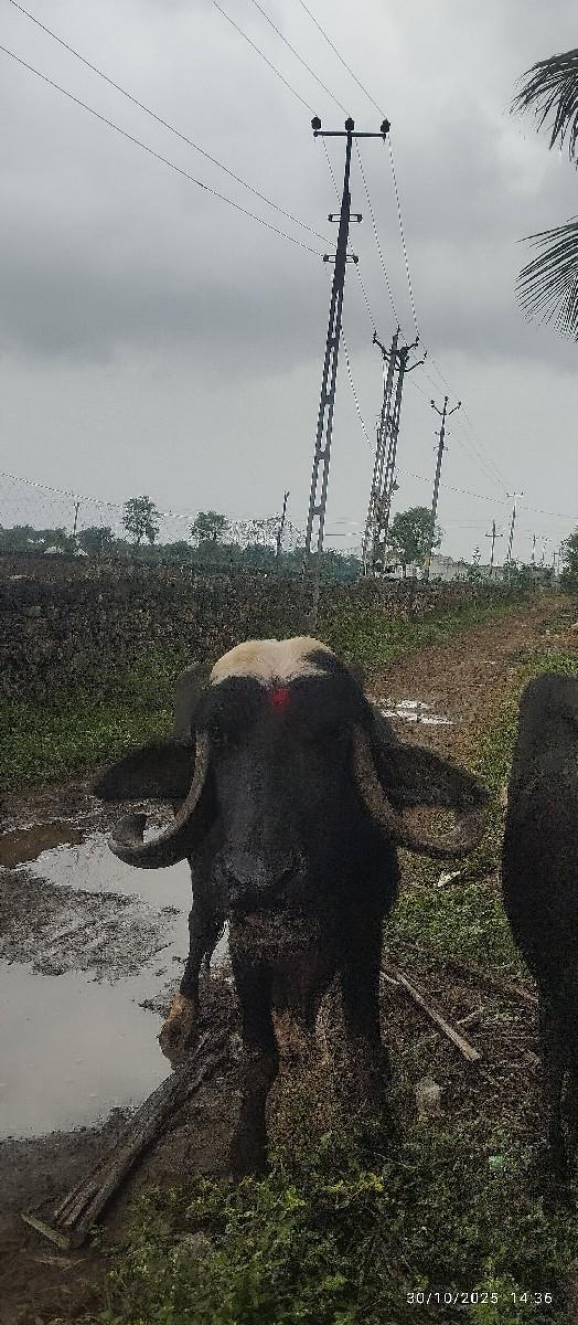 ભેસ વેચવાની છે.