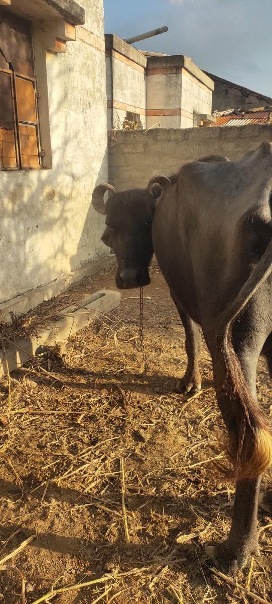 થંબનેલ 3