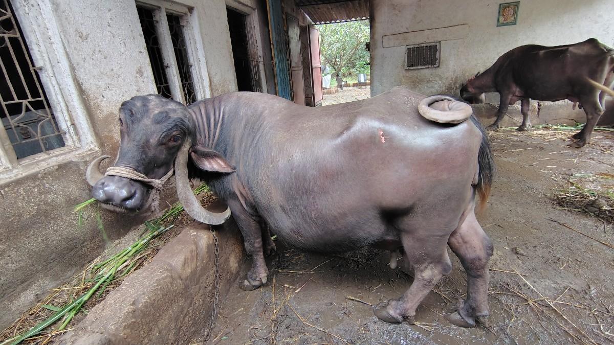 વેસવાની છે