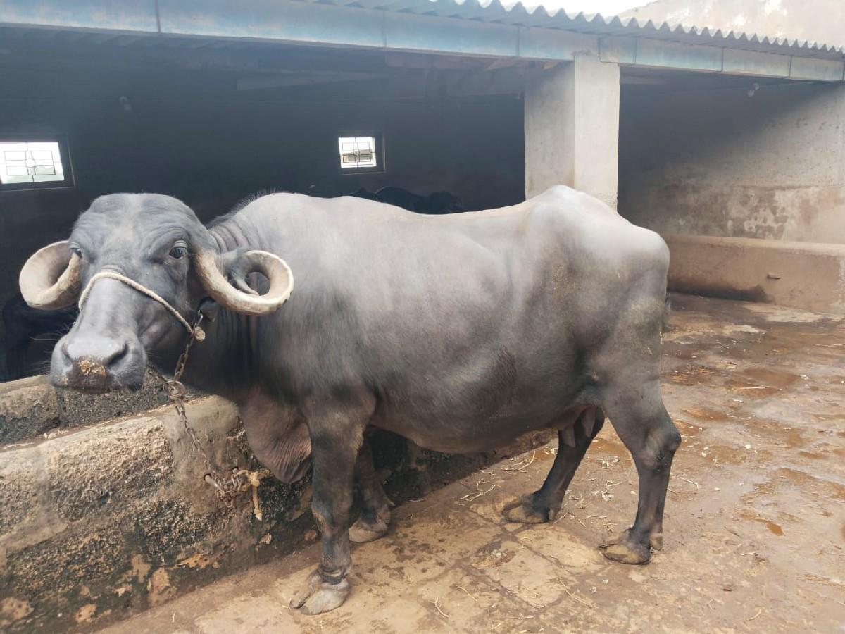 માલદે ભાઈ