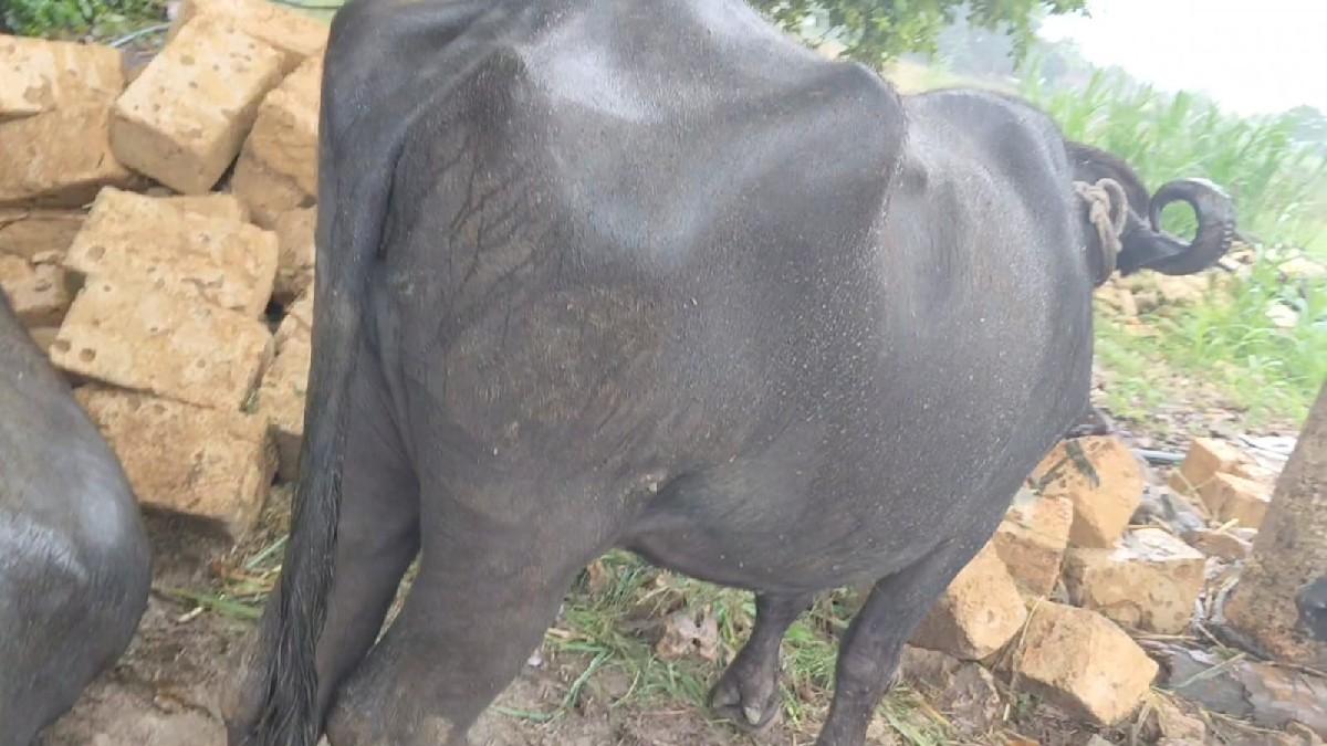 થંબનેલ 2