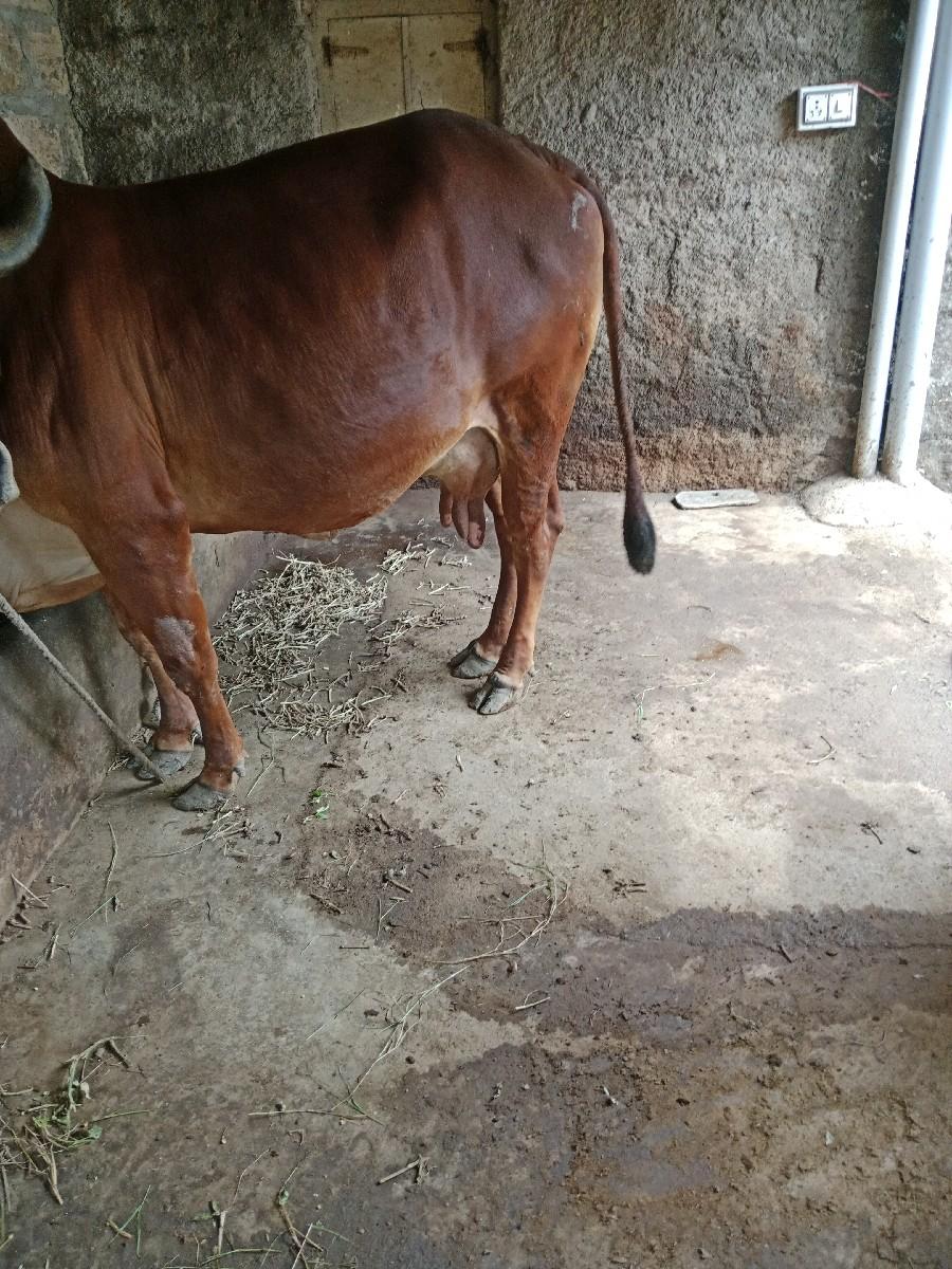 થંબનેલ 3