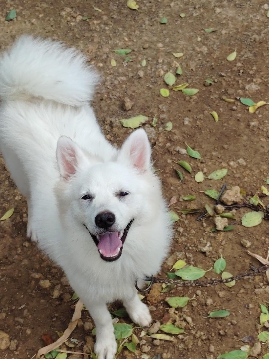 વેચવાનો છે