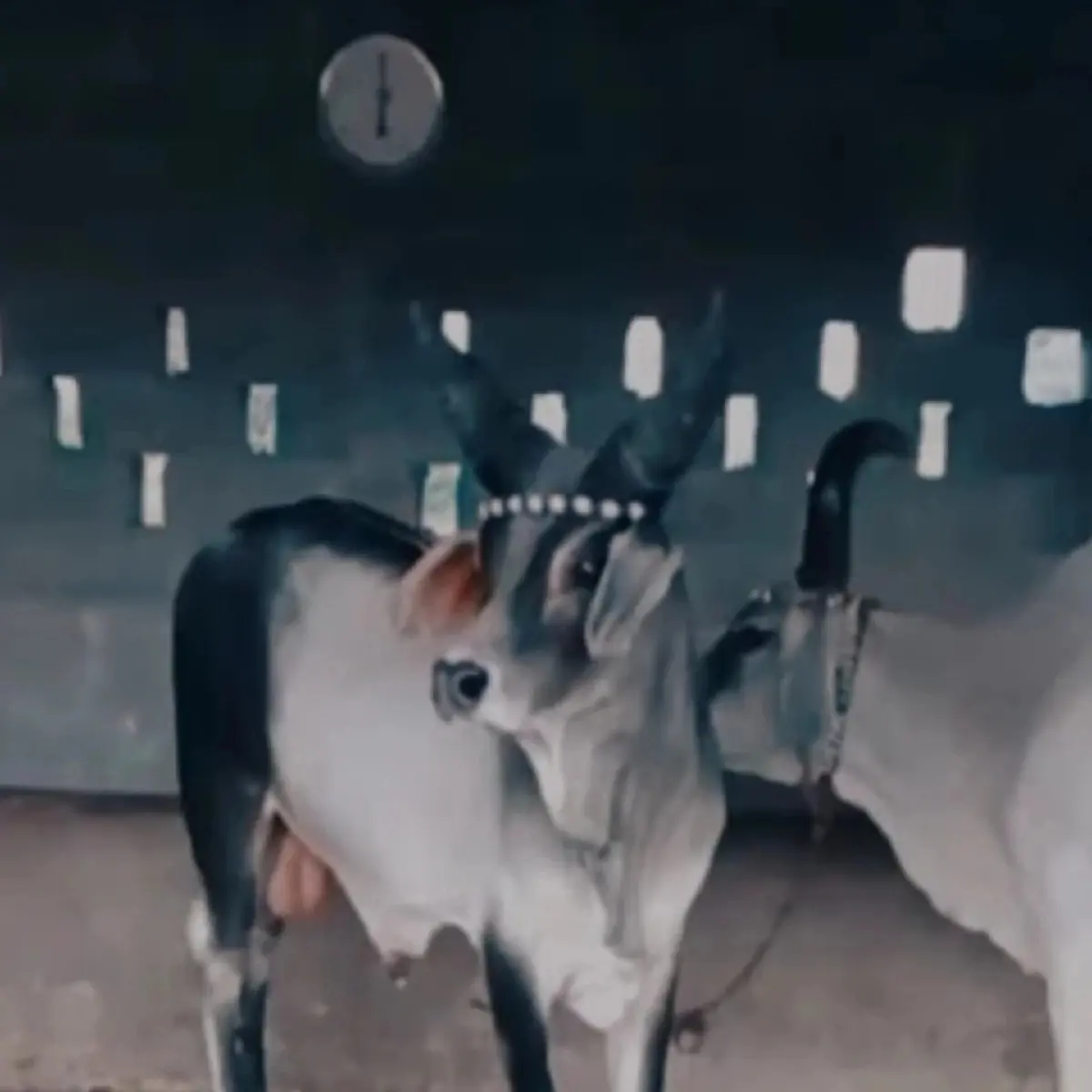 ગોઢલો  વેચવાનો છે