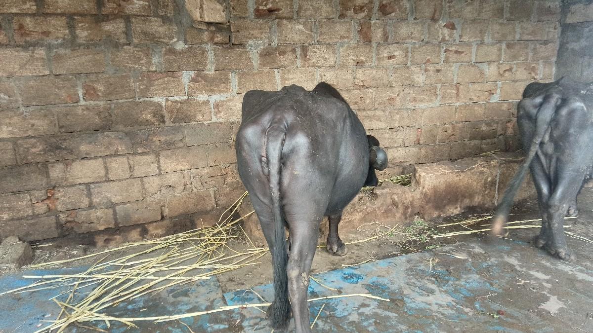 થંબનેલ 3