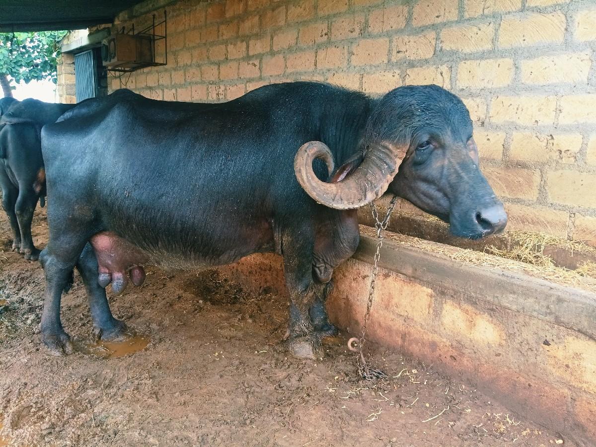 ચોથા વેતર