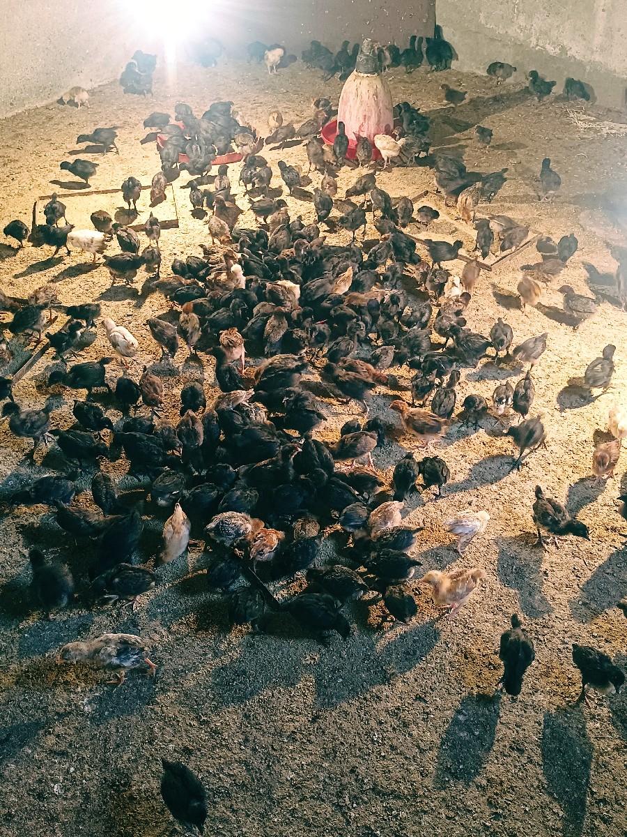 થંબનેલ 2