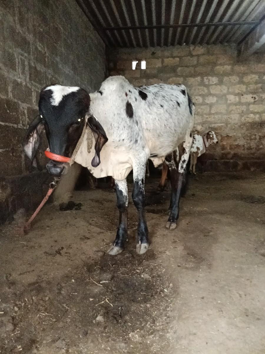 ખૂટ વેચવાનો છે