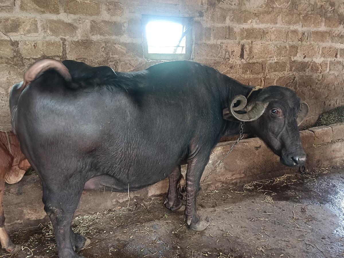 ૩જુ વેતર