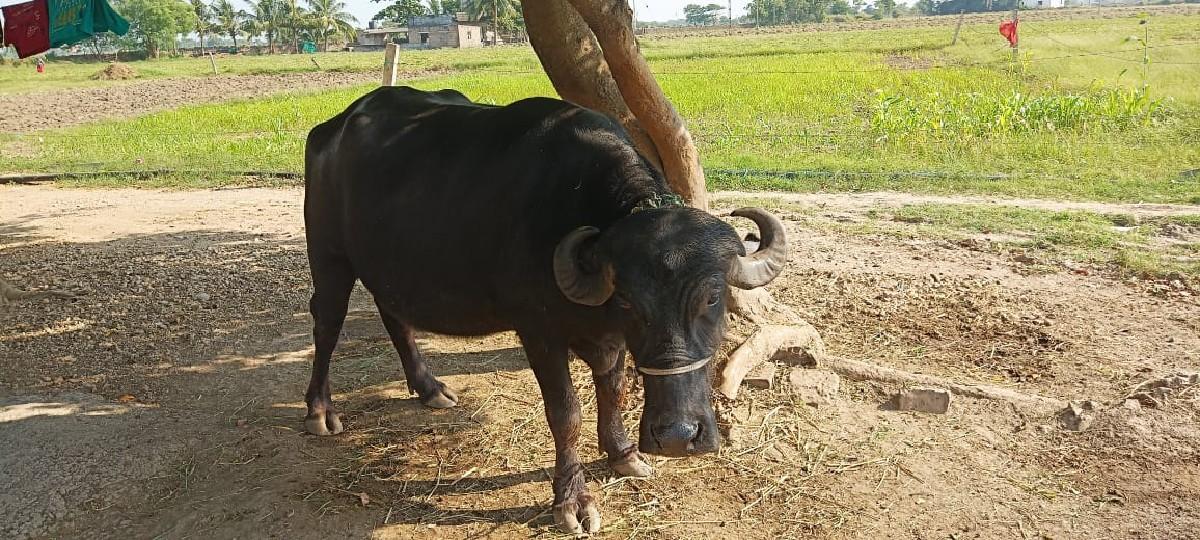 થંબનેલ 3