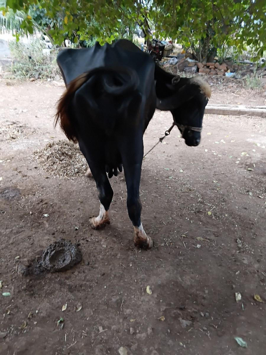 થંબનેલ 3