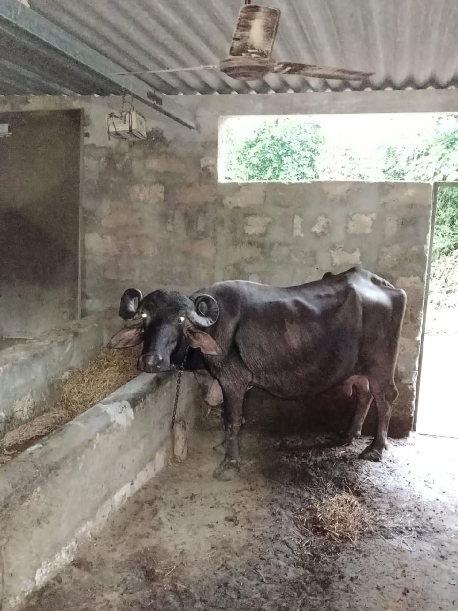 થંબનેલ 3