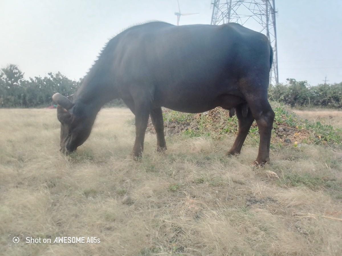 થંબનેલ 2