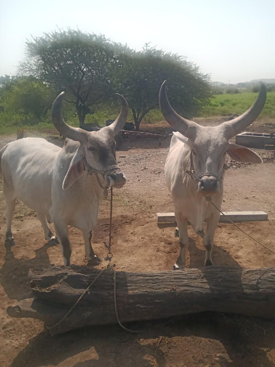 थंबनेल 3