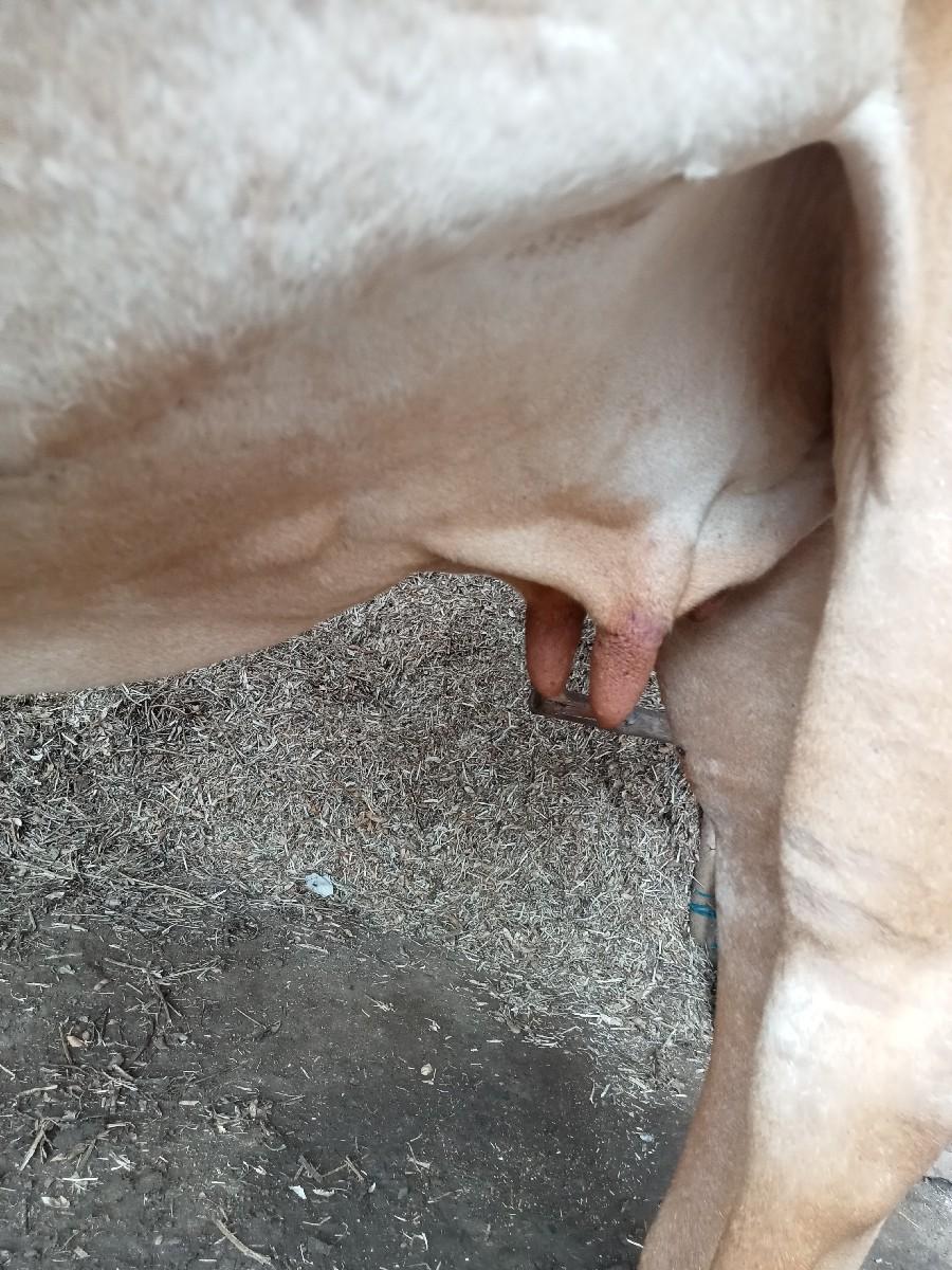 જન્મથી બે આસરી છે