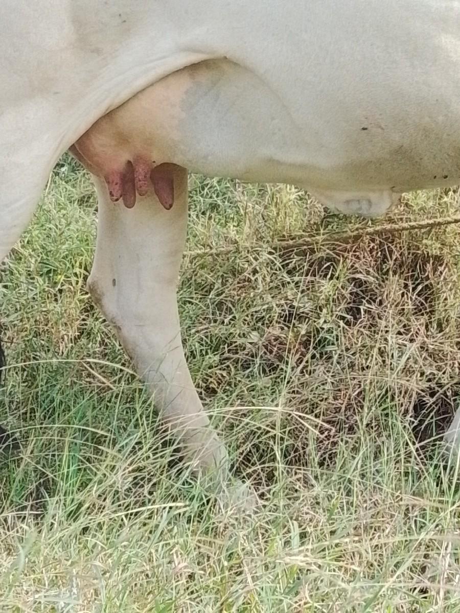 ગાય વેચવાની છે