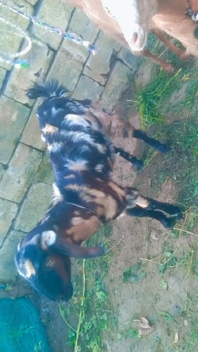 બે પાટડીયો