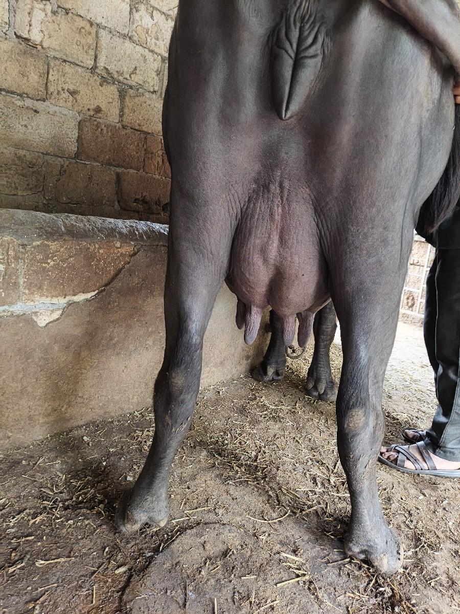 થંબનેલ 2