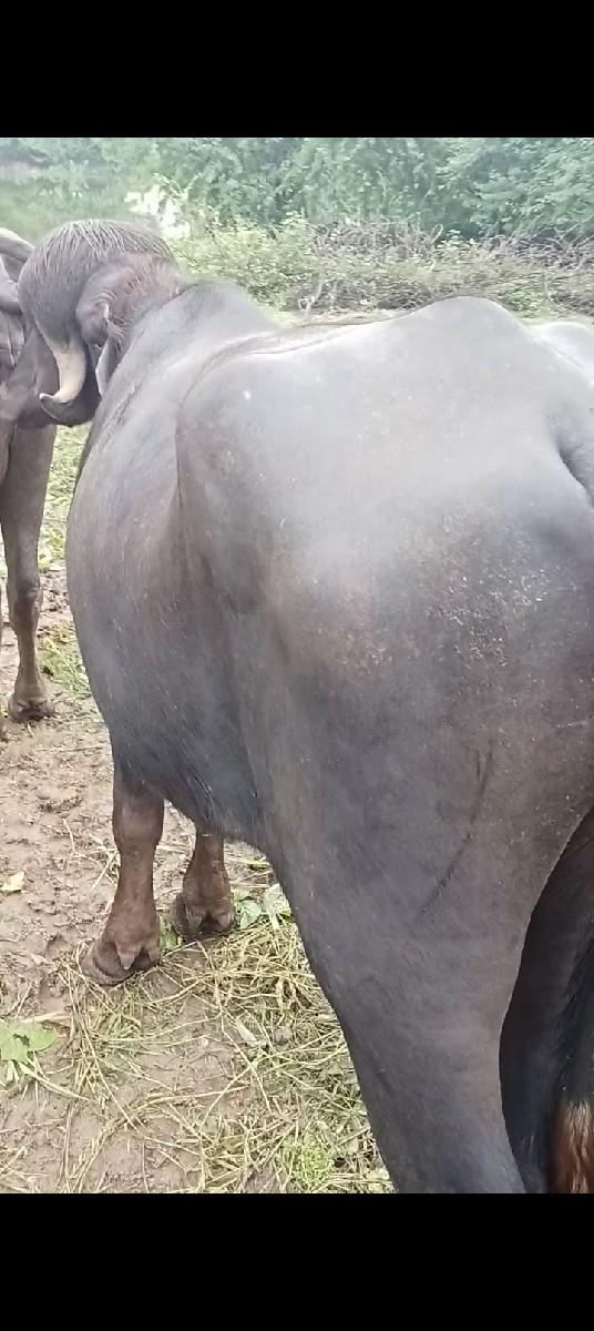 પાડો વેચવાનો છે