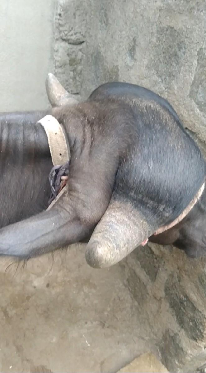 પાડી વેચવાની છે