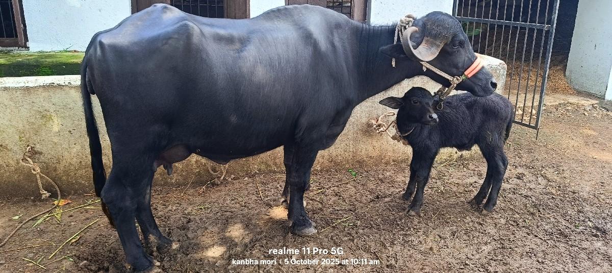 ભેંશ વેશવાની છે